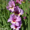 ruzovy mecik gladiolus zamora 4