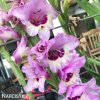 ruzovy mecik gladiolus zamora 7