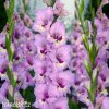 ruzovy mecik gladiolus zamora 1