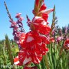 cervenobily mecik gladiolus zizanie 2