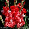 cervenobily mecik gladiolus zizanie 3