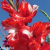 cervenobily mecik gladiolus zizanie 4