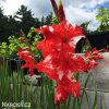 cervenobily mecik gladiolus zizanie 5