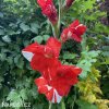 cervenobily mecik gladiolus zizanie 6