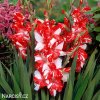 cervenobily mecik gladiolus zizanie 1