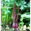 Sauromatum 3