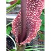 Sauromatum 1