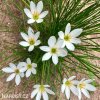 Zephyranthes candida bila destova lilie 2