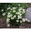 Zephyranthes 3