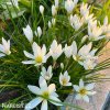 Zephyranthes candida bila destova lilie 3