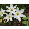 Zephyranthes 4