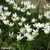 Zephyranthes candida bila destova lilie 4