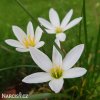Zephyranthes candida bila destova lilie 5
