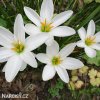 Zephyranthes candida bila destova lilie 6