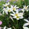Zephyranthes candida bila destova lilie 7