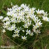 Zephyranthes candida bila destova lilie 1