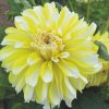 Jiřina Hollyhill lemon ice 02