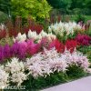 astilbe mix cechrava smes barev 2