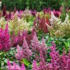 astilbe mix cechrava smes barev 3