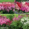 astilbe mix cechrava smes barev 5