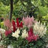 Astilbe Mix 1