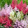 astilbe mix cechrava smes barev 1