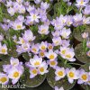 fialovy krokus firefly 3