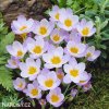 fialovy krokus firefly 1