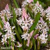 ruzova ladonka scilla rosea 3