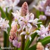 ruzova ladonka scilla rosea 4