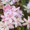 ruzova ladonka scilla rosea 6