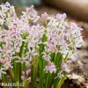 ruzova ladonka scilla rosea 1