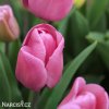 ruzovy tulipan carola 3