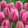 ruzovy tulipan carola 4