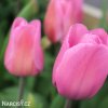 ruzovy tulipan carola 5