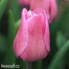 ruzovy tulipan carola 1
