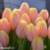 ruzovy tulipan mango charm 2
