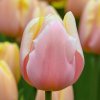 ruzovy tulipan mango charm 5