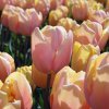 ruzovy tulipan mango charm 6