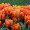 oranzovy tulipan orange princess 2
