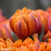 oranzovy tulipan orange princess 3