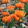 oranzovy tulipan orange princess 4