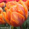 oranzovy tulipan orange princess 5