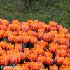 oranzovy tulipan orange princess 6