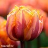 oranzovy tulipan orange princess 1