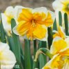 oranžovobílý narcis split orangery 4