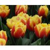 Tulipany Double Focus 02