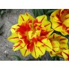 Tulipany Monsella 2
