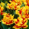 Tulipany Monsella 3