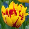 Tulipany Monsella 1